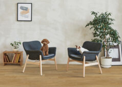 Cute Purebred Dogs Sitting On Armchairs In Modern Living Room With Potted Plants And Picture On Wall