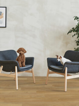 Cute Purebred Dogs Sitting On Armchairs In Modern Living Room With Potted Plants And Picture On Wall